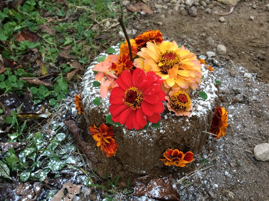 6시내고향 강원 평창 숲 놀이터