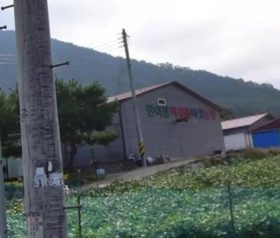 6시내고향 느티만가닥버섯