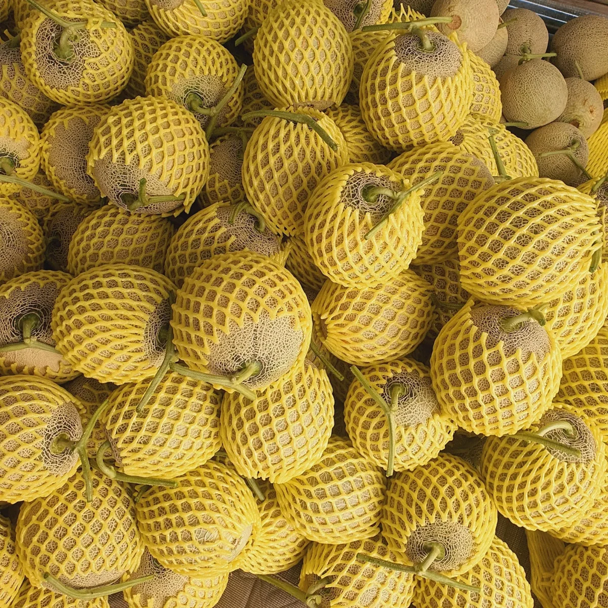 6시내고향 함안 멜론