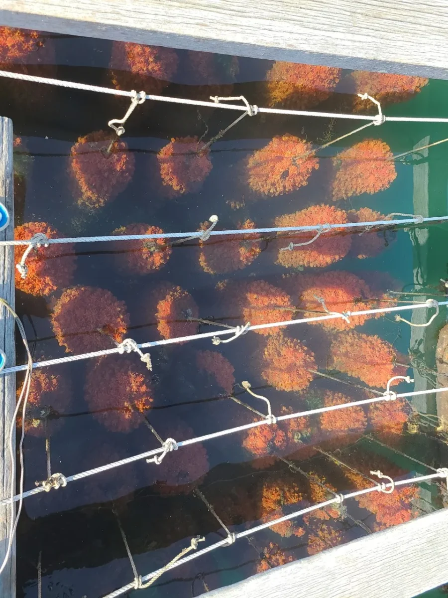 6시내고향 거제시 멍게 택배