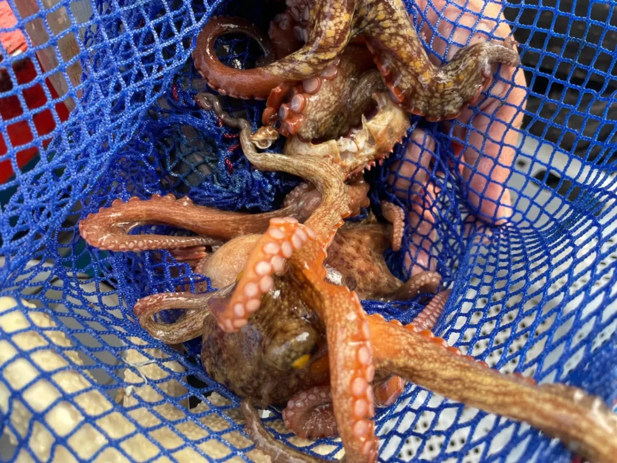 6시내고향 경남통영 붕장어