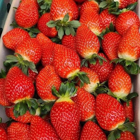 6시내고향 경북 청도 딸기농장