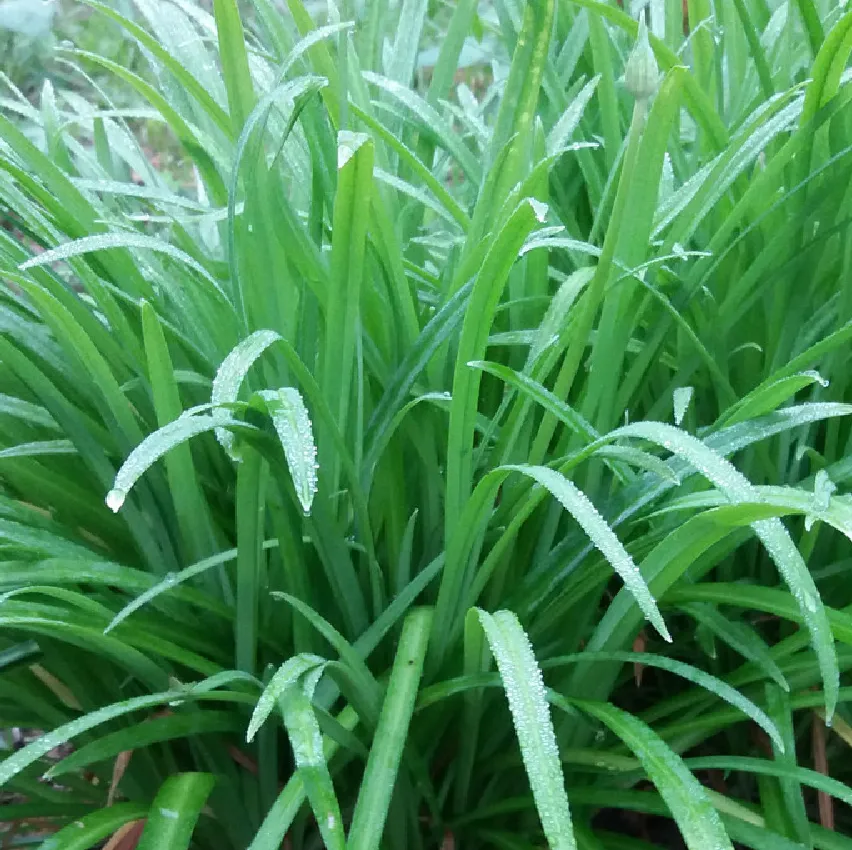 6시내고향 삼채분말