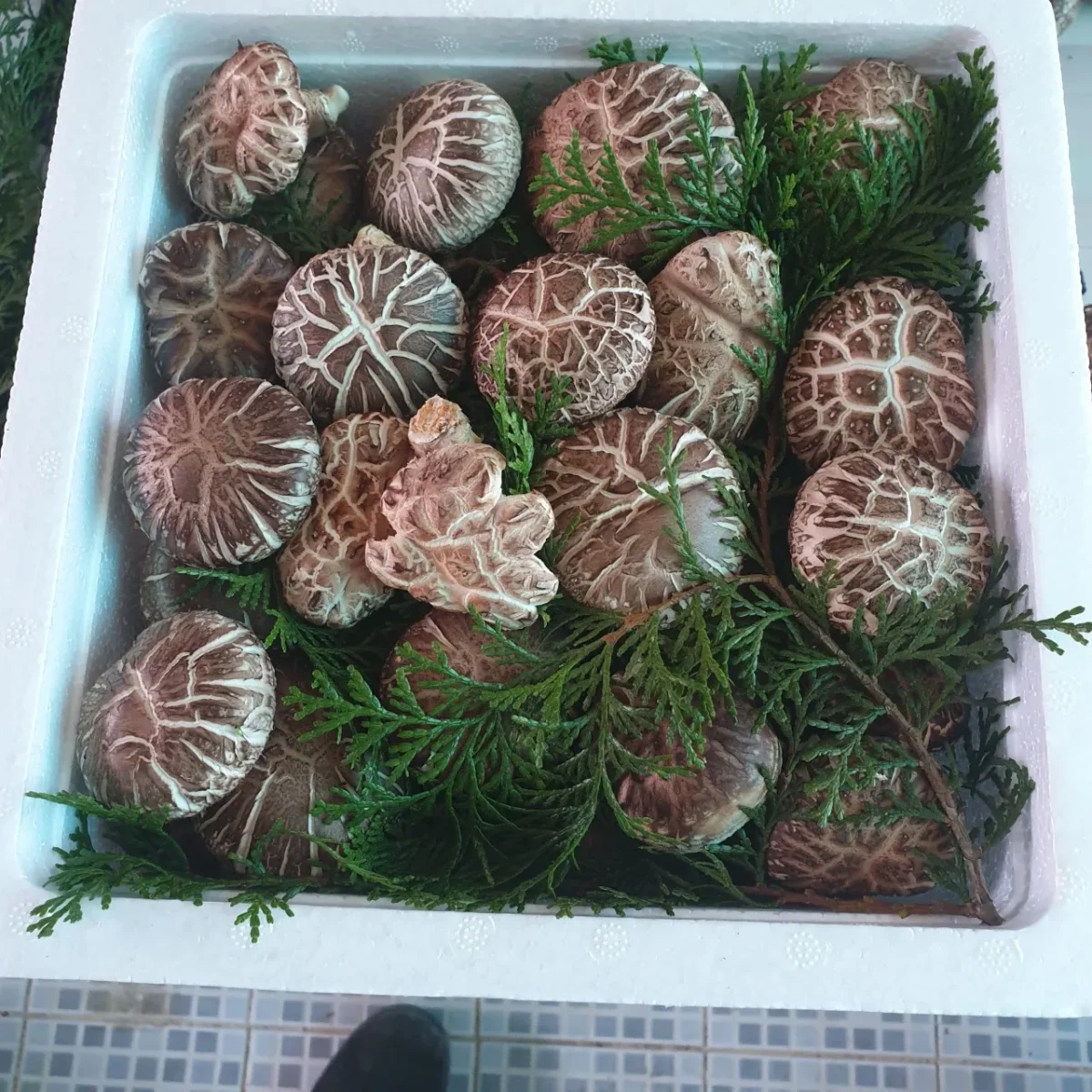 6시내고향 완도 표고버섯농장