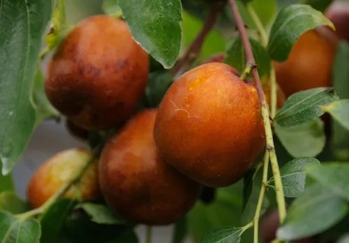 6시내고향 완주 대추