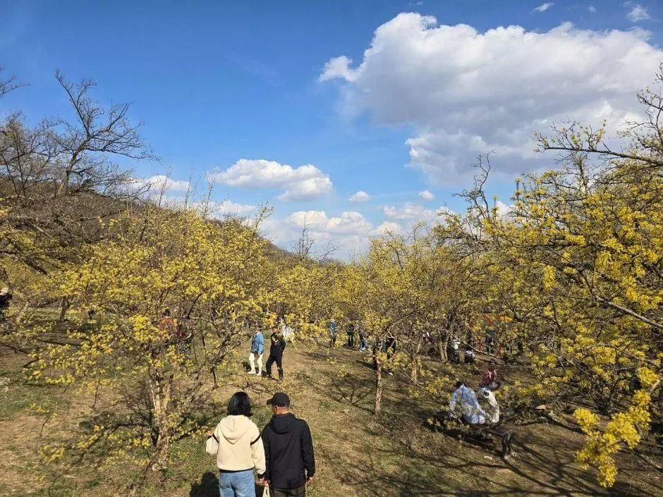 6시내고향 이천 산수유꽃축제