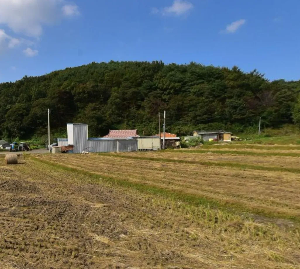 6시내고향 충남 보령 방풍나물