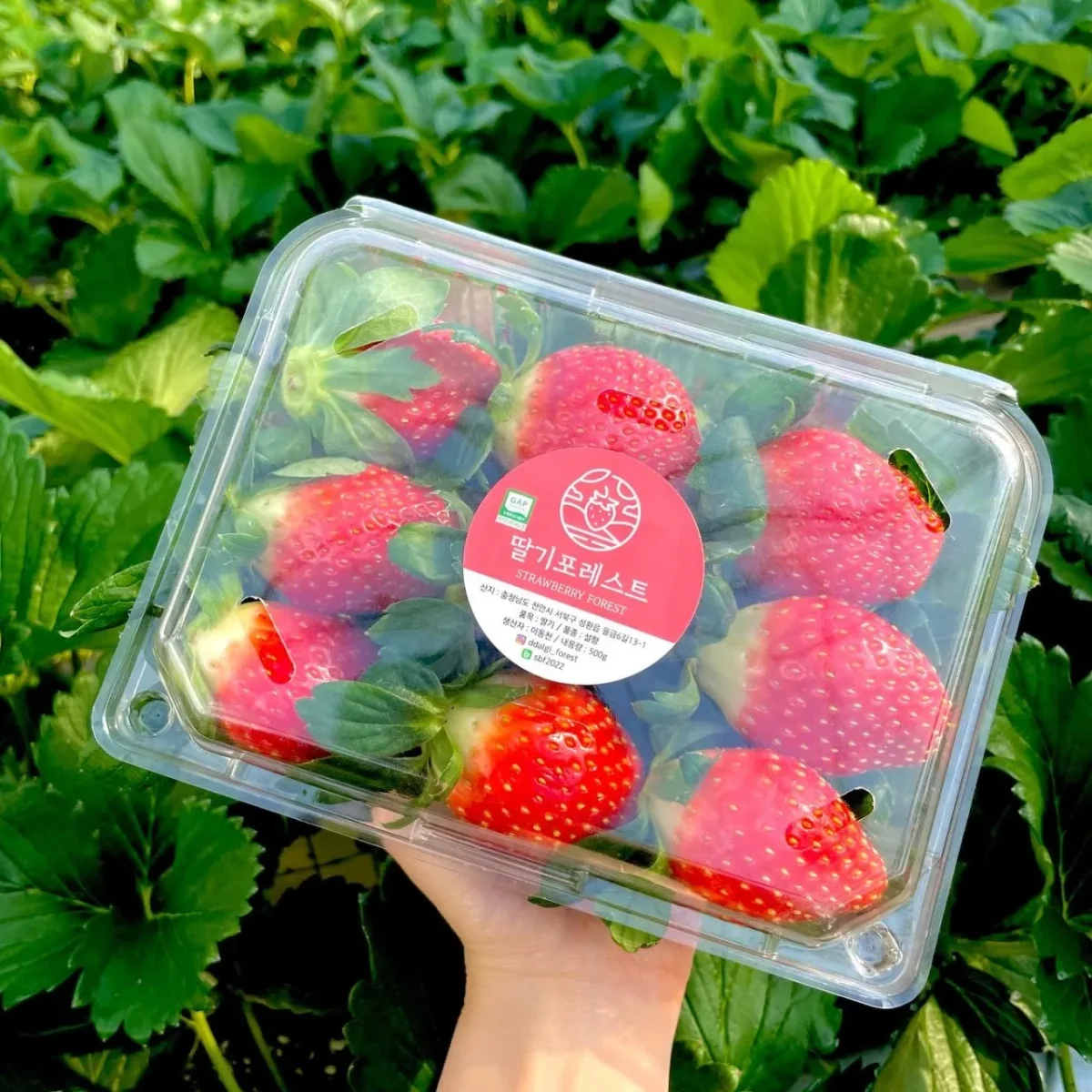 6시내고향 충남 천안 딸기체험