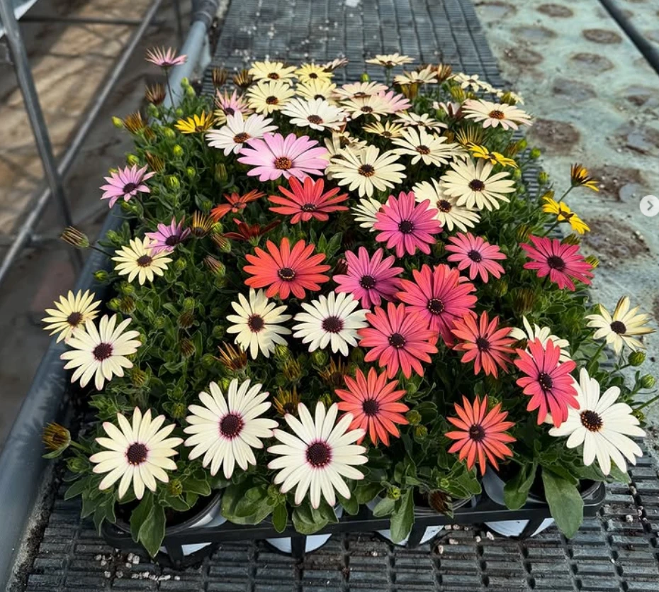 6시내고향 충북 보은 화훼