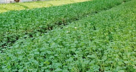 생생정보 과천 네잎클로버 갑부