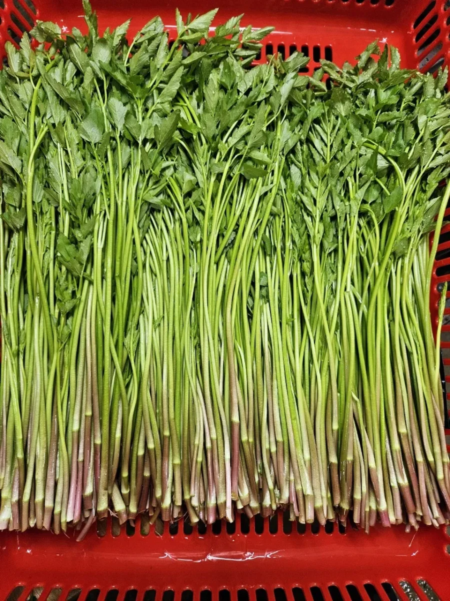 생생정보 청도 봄미나리