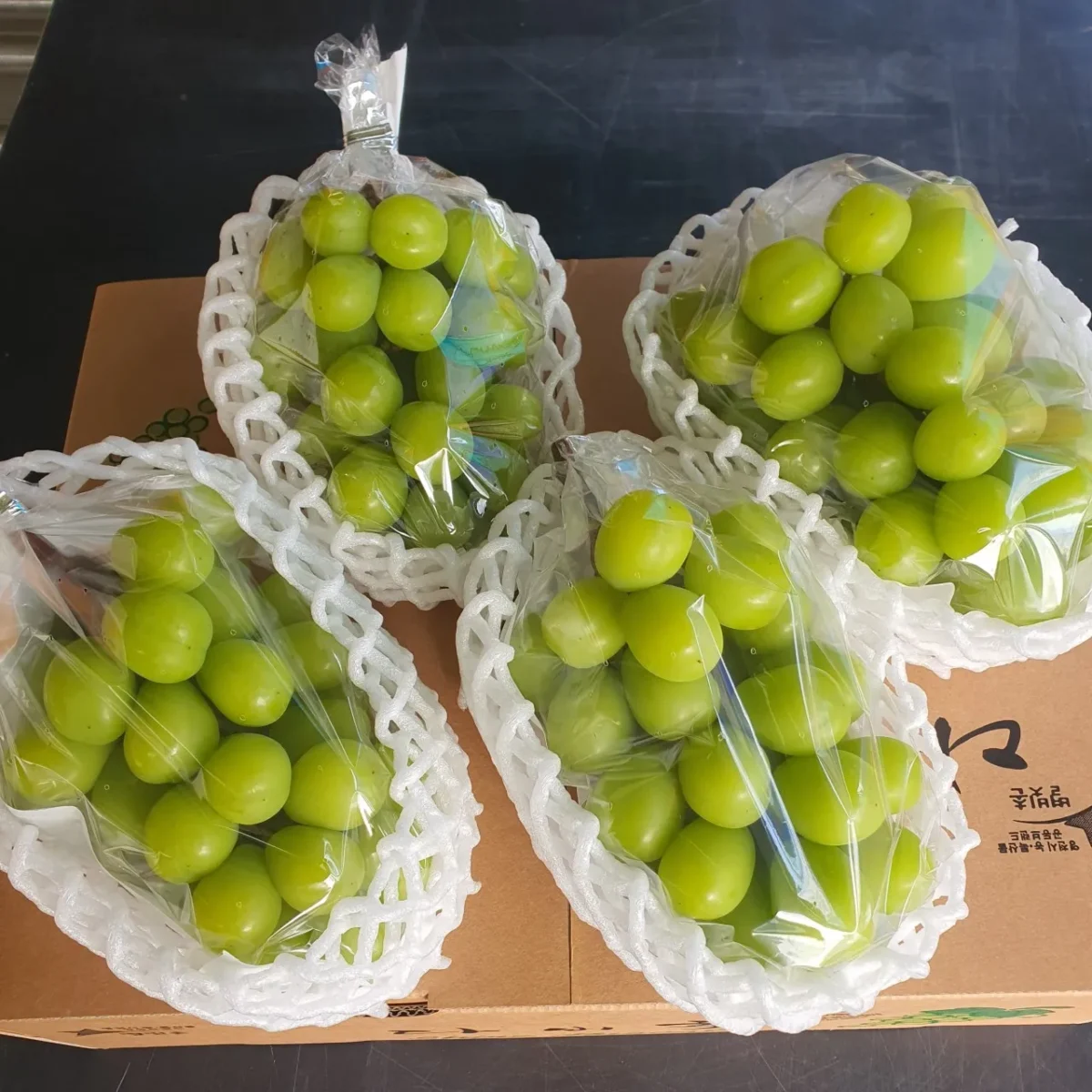 오늘N 샤인머스켓 농원