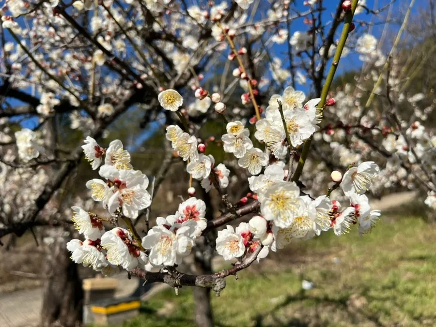 오늘N 양산 무료 매화정원